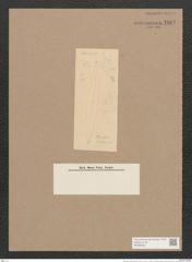Pleurosigma tahitense Witt (de-Toni-Nr.: Genus 13, Species 1049) Zeichnungen Sammlung Grunow Nr. 1888 (NHMW-BOT-W0369002)